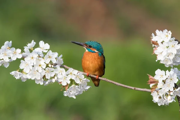 Kingfisher Alcedo Atthis Male Sitting Flowering Branch Wild Cherry Prunus — Φωτογραφία Αρχείου