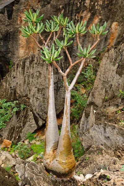 Socotra Desert Rose Bottle Tree Adenium Obesum Sokotranum Homhil Plateau — Stock fotografie
