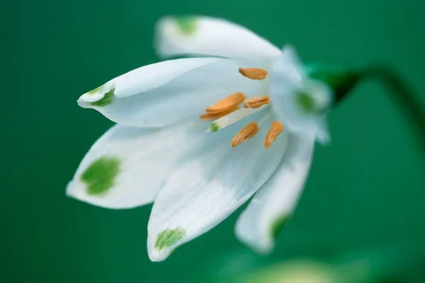 Summer Snowflake Flowers Close View Summer Concept — Stock Photo, Image