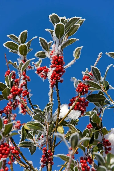 Rode Bessen Van Holly Ilex Aquifolium Bedekt Met Rietvorst — Stockfoto