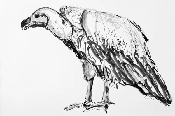 Vulture Drawing Artist Gerhard Kraus Kriftel — Zdjęcie stockowe