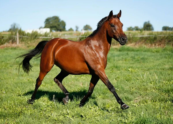 Cavalo Pequeno Marrom Égua Trote Através Prado Karlsbad Karlsruhe Baden — Fotografia de Stock