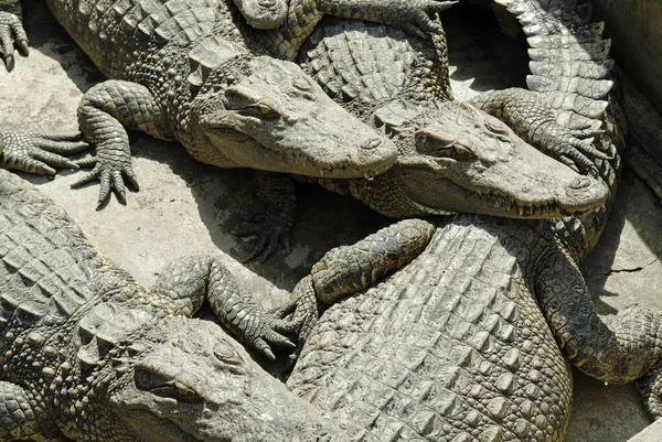 Siam Crocodiles Lat Crocodylus Siamensis Vietnam Asie — Photo