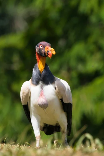 King Vulture Bird Costa Rica Central America — Photo