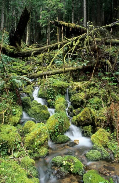 Small Stream Running Moss Pads Temperate Rainforest Mount Rainier National — ストック写真