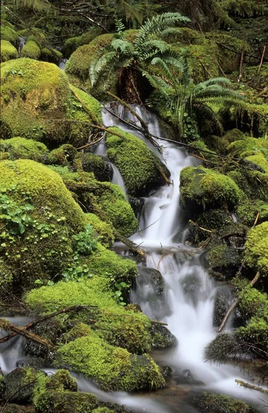 Small Stream Running Moss Pads Temperate Rainforest Mount Rainier National — Φωτογραφία Αρχείου