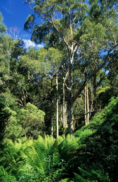 Temperate Rainforest Otway National Park Great Ocean Road Victoria Aus — Stockfoto