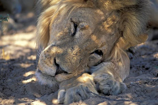 Lion Male Shadow — Zdjęcie stockowe