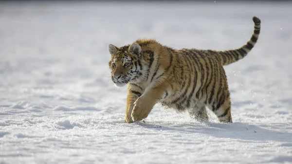 Sibirischer Tiger Panthera Tigris Altaica Jungtier Läuft Schnee Gefangenschaft Mähren — Stockfoto