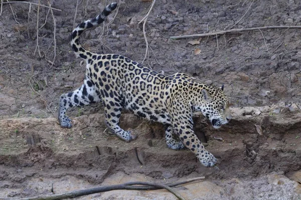 Young Jaguar Panthera Onca Walking Riverbank Cuiaba River Pantanal Mato — Stock Fotó