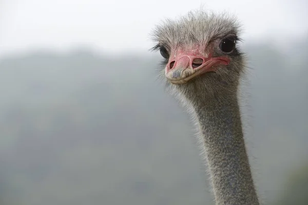 Ostrich Struthio Camelus Portrait Ostrich Farm Captive Wermelskirchen North Rhine — Stock Fotó