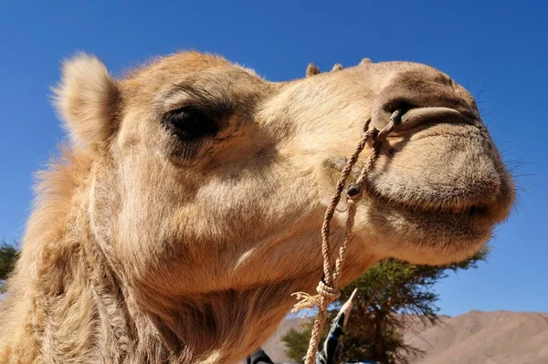 Dromedary Arabian Camel Portrait Adrar Tekemberet Immidir Algeria Sahara North — Stockfoto