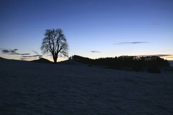 Winterlandschap Met Boom Toggenburg Bij Schemering Kirchberg Gallen Zwitserland Europa — Stockfoto