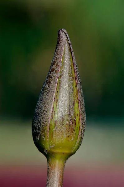 Water Lily Butt Nymphaea Spec — Φωτογραφία Αρχείου