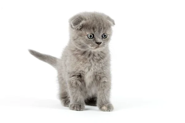 Scottish Fold Felis Silvestris Catus Kitten Age Weeks Color Blue — Zdjęcie stockowe