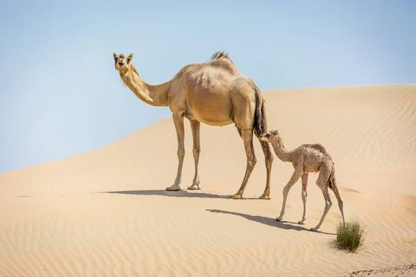 Dromedário Camelus Dromedarius Com Jovens Dunas Areia Deserto Rub Khali — Fotografia de Stock