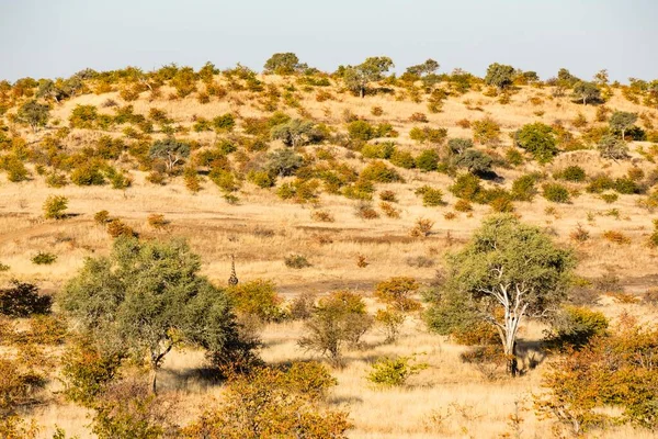 Savannah Mashatu Game Reserve Tuli Block Botswana Africa — Foto de Stock