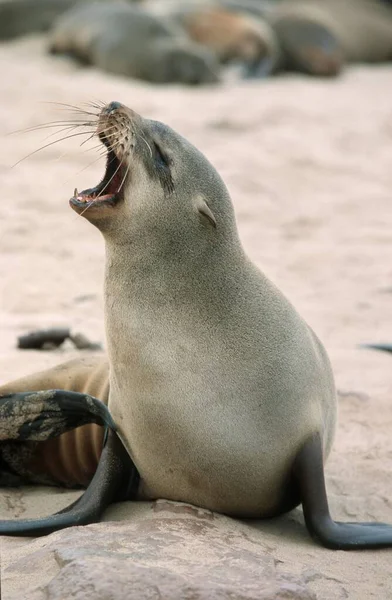 Cape Fur Seal Arctocephalus Pusillus Female Cape Cross Namibia Africa — Photo