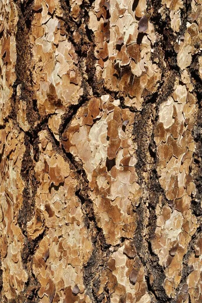 Bark Western Yellow Pine Pinus Ponderosa Oregon Usa North America — Stockfoto