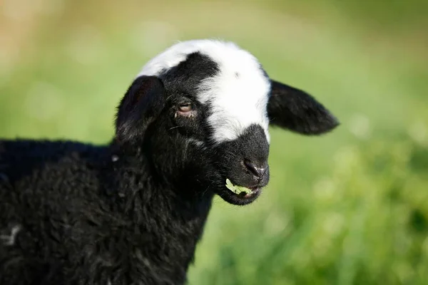 Black White Lamb Grazing Meadow Portrait — Zdjęcie stockowe