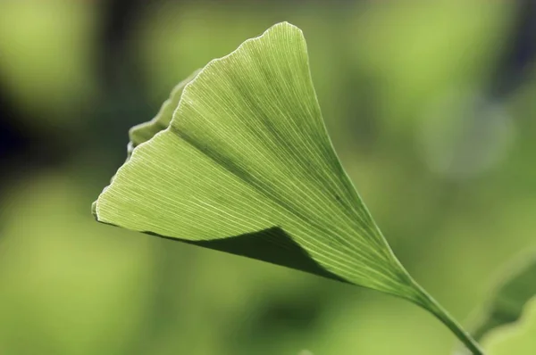 close up og ginkgo leaf
