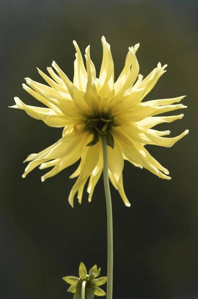 Dahlia Flower Close View Summer Concept — Photo