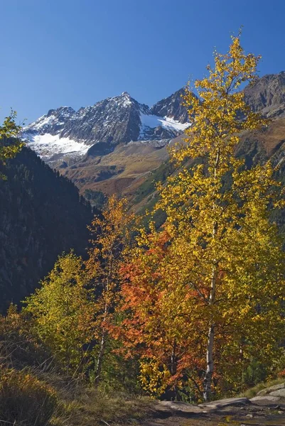 Autumn Coloured Trees Stubai Valley Tyrol Austria Europe — Stockfoto