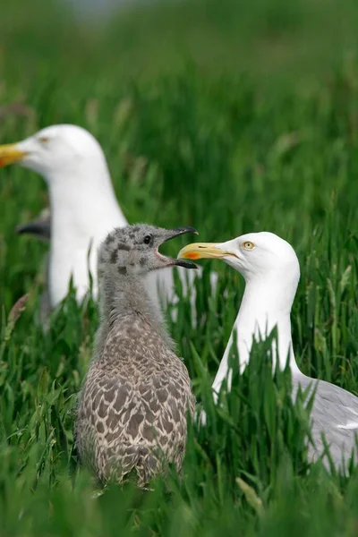 European Herring Gull Larus Argentatus Chicks Germany Europe — Stockfoto