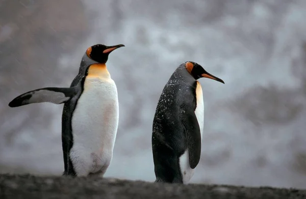 King Penguins Snow Storm South Georgia Aptenodytes Patagonica — Φωτογραφία Αρχείου