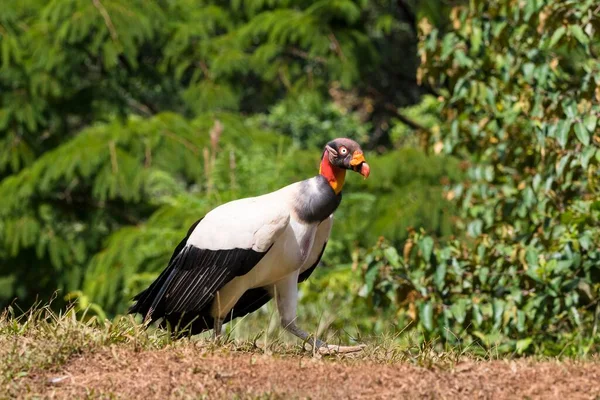 King Vulture Bird Costa Rica Central America — Φωτογραφία Αρχείου