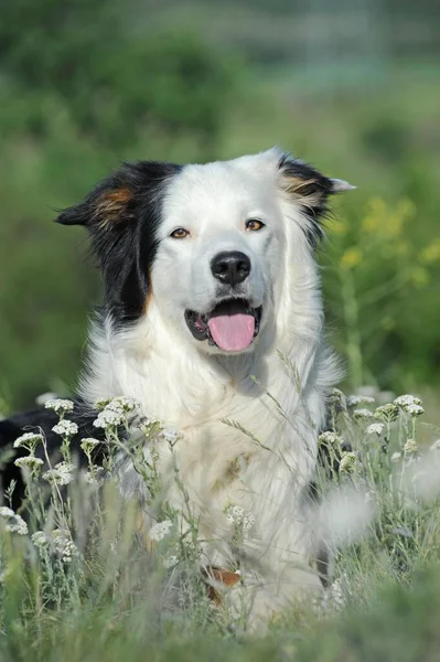 Border Collie Mężczyzna Trójkolorowy Polu Kwiatów Niemcy Europa — Zdjęcie stockowe