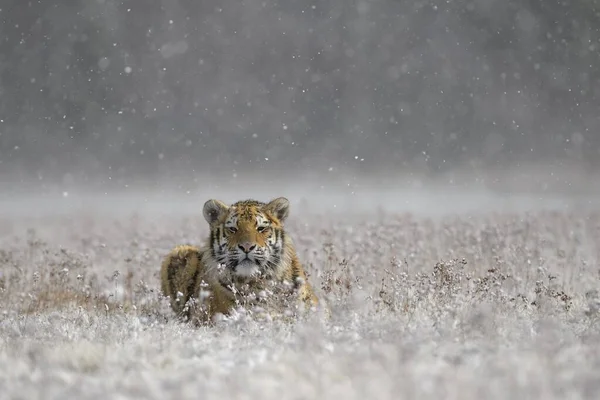 Siberian Tiger Panthera Tigris Altaica Captive Lying Grass Heavy Snowfall — 스톡 사진
