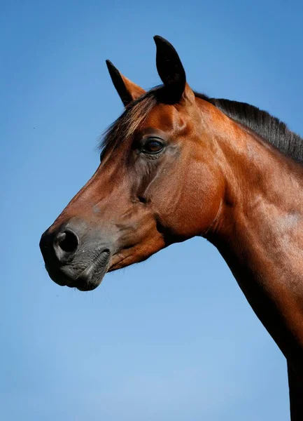 Small Horse Brown Mare Portrait Karlsbad Karlsruhe Baden Wrttemberg Germany — Stock Photo, Image