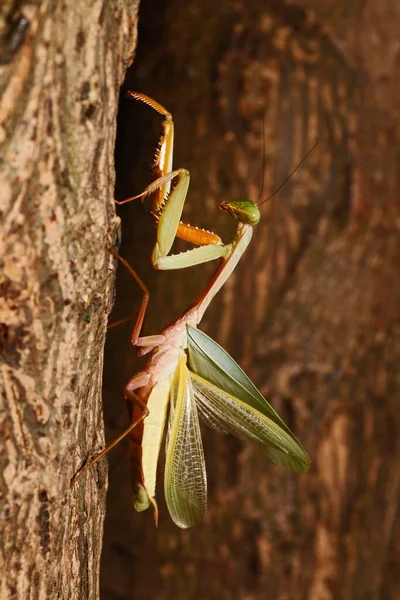 Praying Mantis Mantodea Long Bagun East Kalimantan Borneo Indonesia Asia — 图库照片