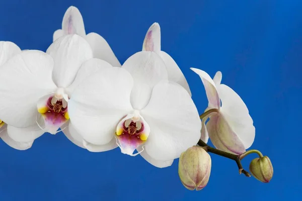 Phalaenopsis Orchid Close — стокове фото