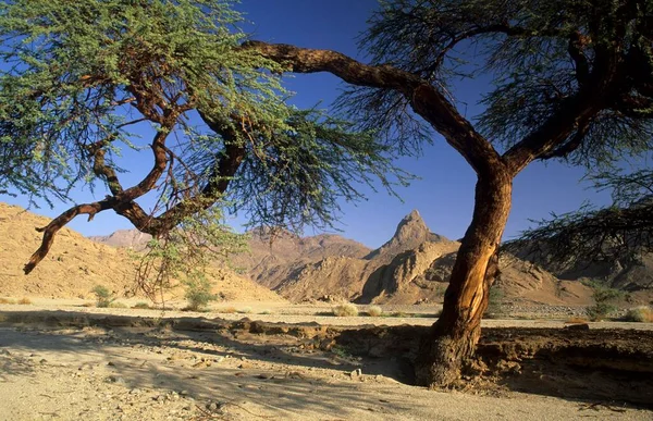 Acacia Trees Dry Valley Jebel Uweinat Jabal Awaynat Libya Africa — ストック写真