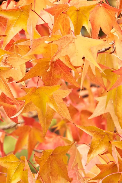 Maple Leaves Silver Maple Acer Saccharinum Croatia Europe — Foto de Stock