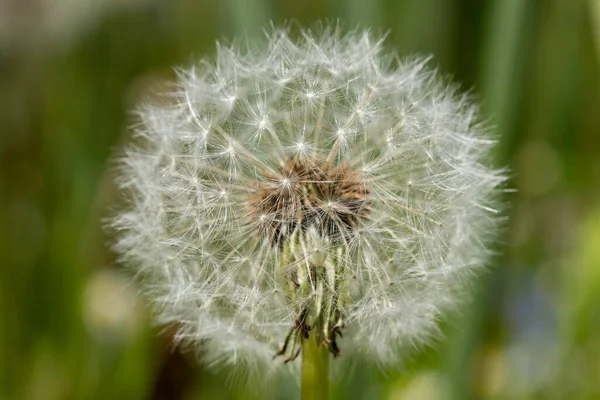 Blowball Dandelion Flower North Rhine Westphalia Germany Europe — Stockfoto