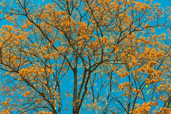 Flowering Coral Tree Costa Rica Central America — Fotografia de Stock