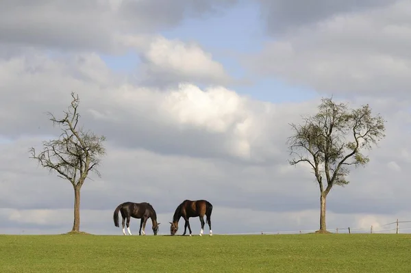 Two Horses Pasture Rheinisch Bergischer Kreis County North Rhine Westphalia — Foto de Stock
