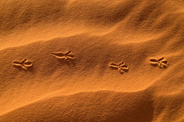 Bird Track Sand Dune Tassili Ajjer National Park Unesco World — Foto de Stock