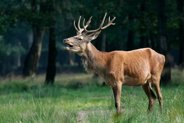 Red Deer Cervus Elaphus Male Lateral View — Stockfoto