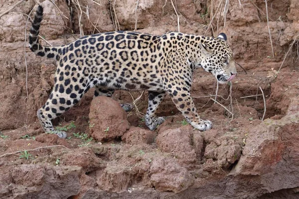 Jovem Jaguar Panthera Onca Caminhando Margem Rio Cuiabá Pantanal Mato — Fotografia de Stock