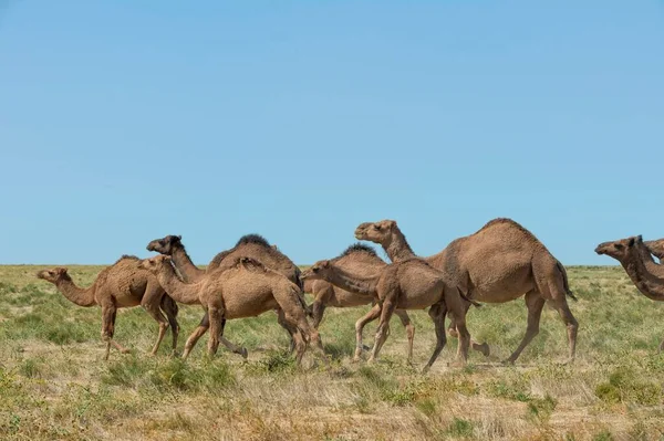 Camels Running Breeding Farm South Region Kazakhstan Asia — 스톡 사진