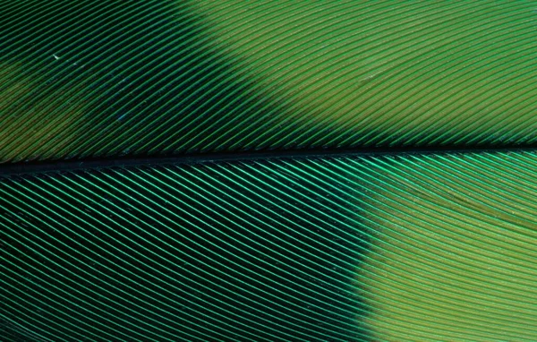 Amazon Parrot Amazona Feather Detail — Stockfoto