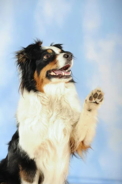 Australian Shepherd Tricolor Female Giving Paw Animal Portrait — 스톡 사진