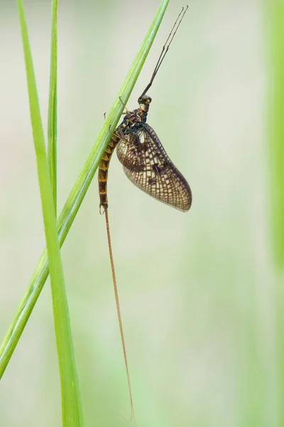 Mayfly Ephemeroptera Spec Blade Emsland Lower Saxony Germany Europe — Fotografia de Stock