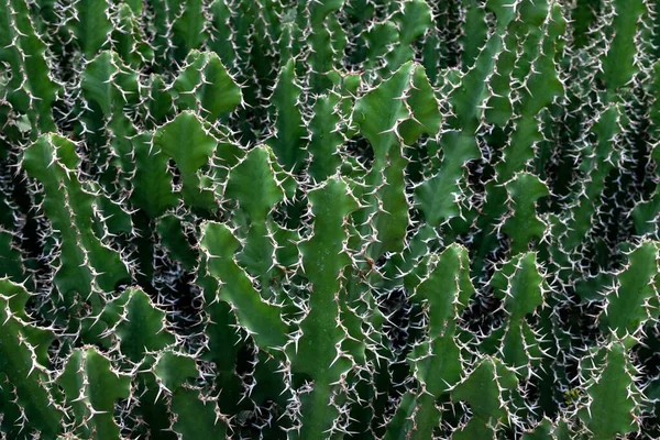 Spurge Euphorbia Hermentiana Reunion Franciaország Afrika — Stock Fotó