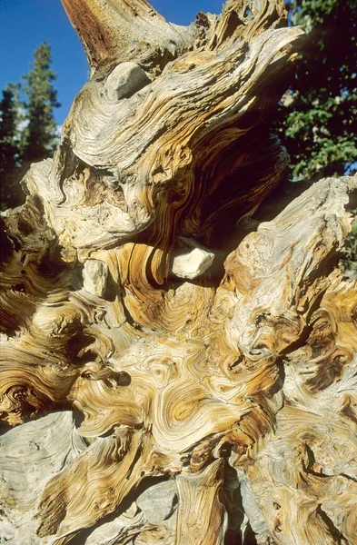 Wood Very Old Bristlecone Pine Great Basin National Park Nevada — Φωτογραφία Αρχείου