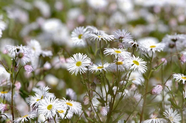 Erigeron Flowers Growing Field — Stockfoto